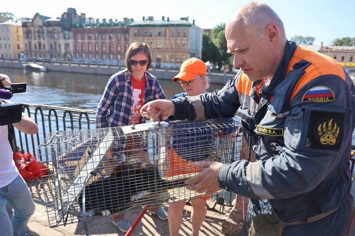   Фото: ТГ-канал «Кошкиспас»