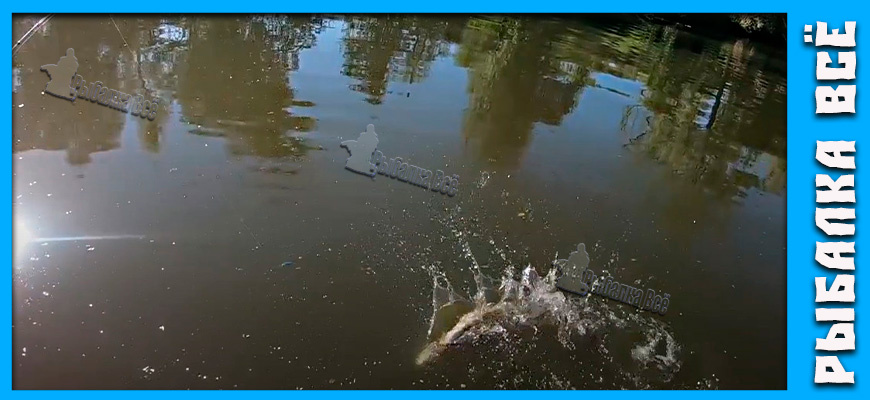 а вот и щука, делает свечку, ну конечно кадр получился не очень, но все же
