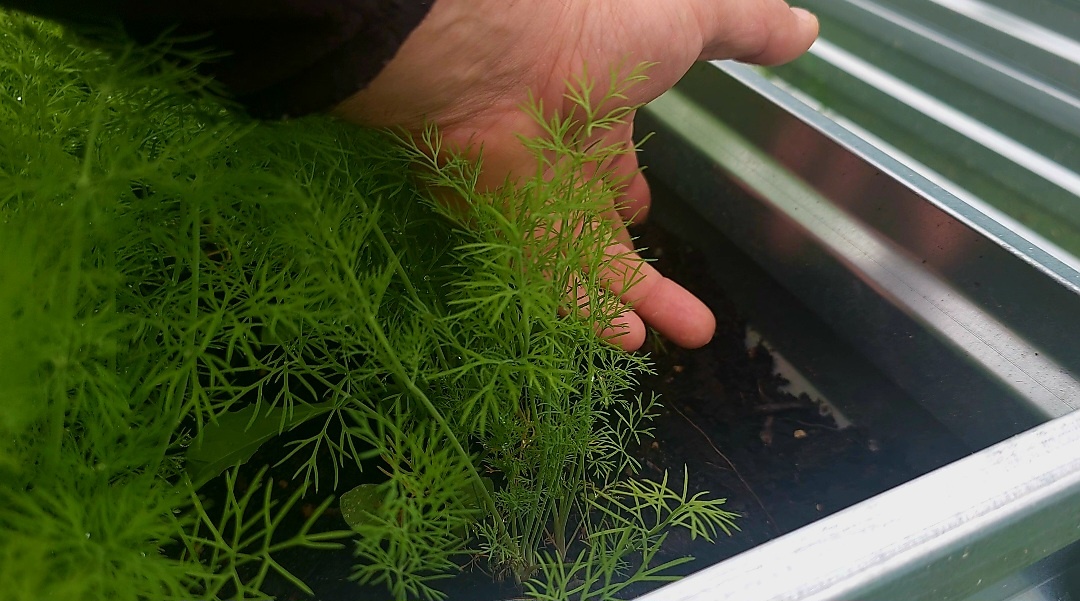 Удобрения. Травим или помогаем растениям на огороде