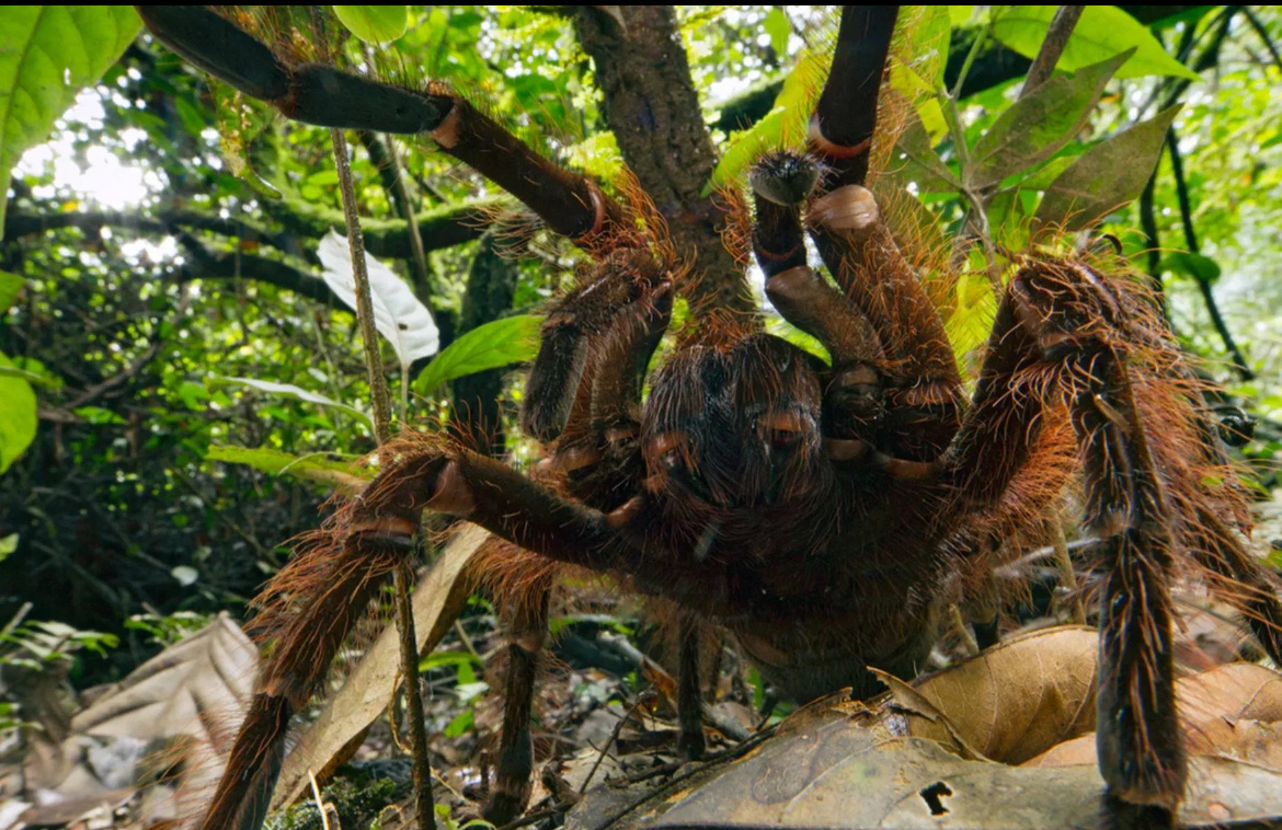 Почему то в нашем сознании укоренилось, что страшные и удачные обитают исключительно в далеких джунглях, а никак не у нас под боком🥶 Фото из сети