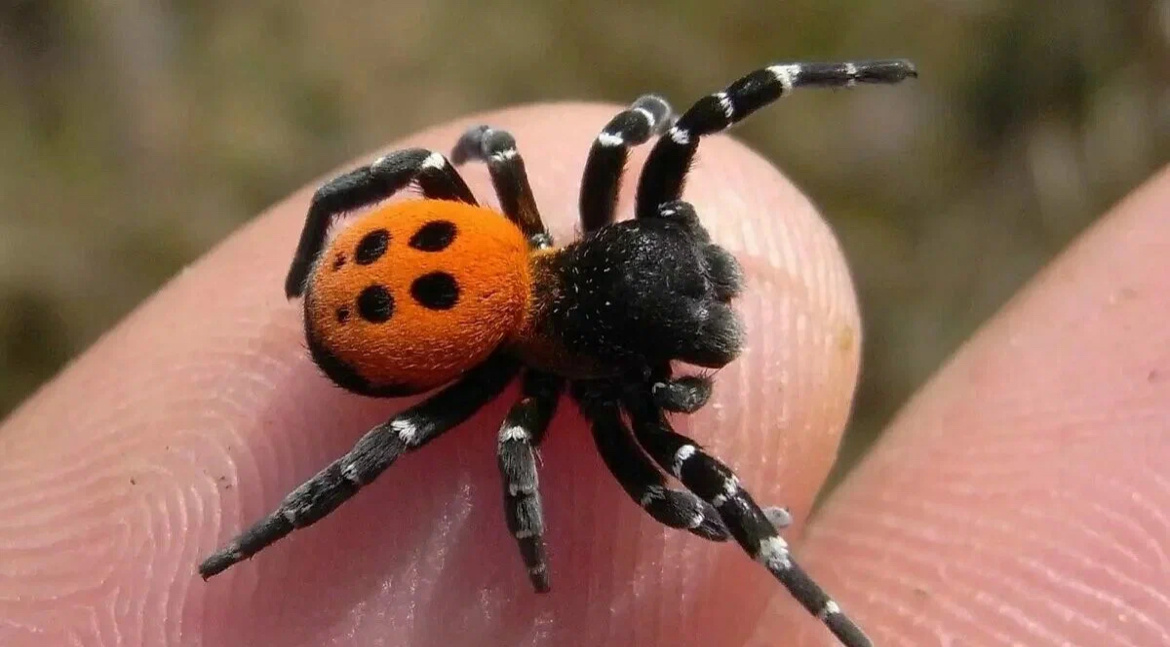 Настоящий модник в мире пауков! Очень колоритный товарищ - самый маленький из всех и наименее ядовитый👌 Фото из сети