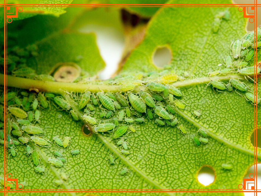 Фото из интернета. Чем вывести тлю