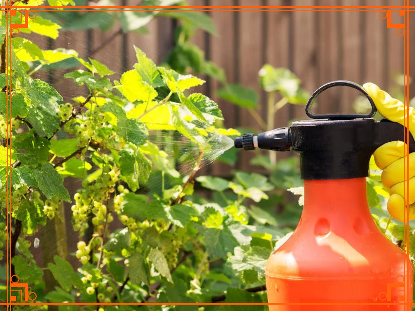 Фото из Интернета. Эффективные средства от тли