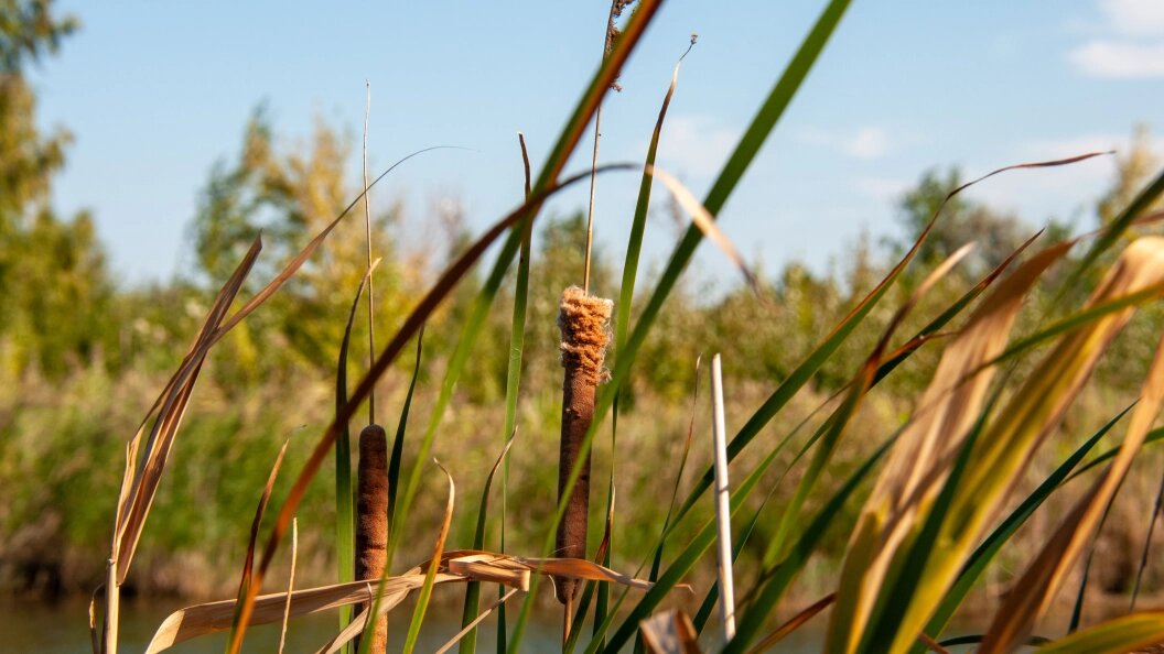    Фото: Svetlana Vozmilova/Globallookpress