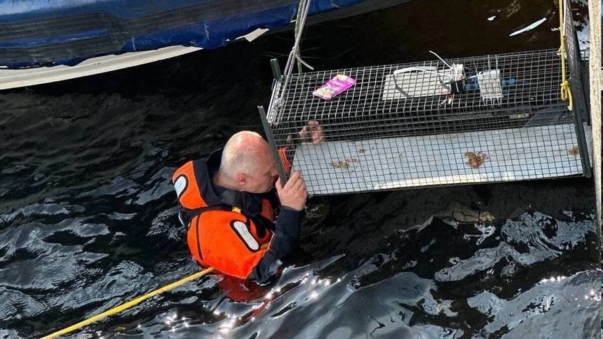    Фото: Telegram / Кошкиспас