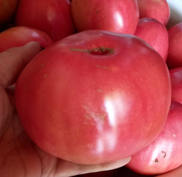 Выращивайте свои, проверенные сорта. Бычье сердце в нашей семье выращивают очень давно.