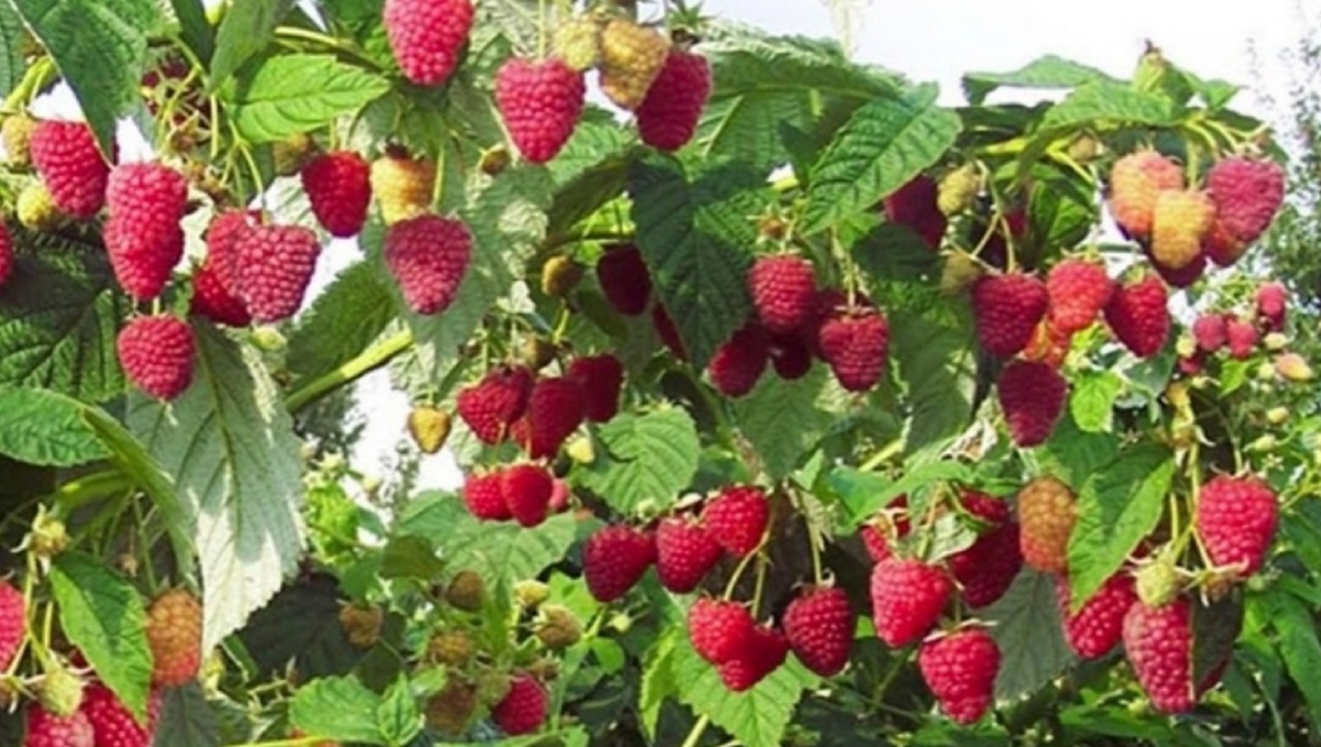 Малина в августе: обязательные процедуры для богатого урожая в следующем году. Обрезка малины после сбора урожая