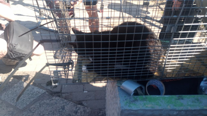 Фото: Телеграм-канал Кошкиспас