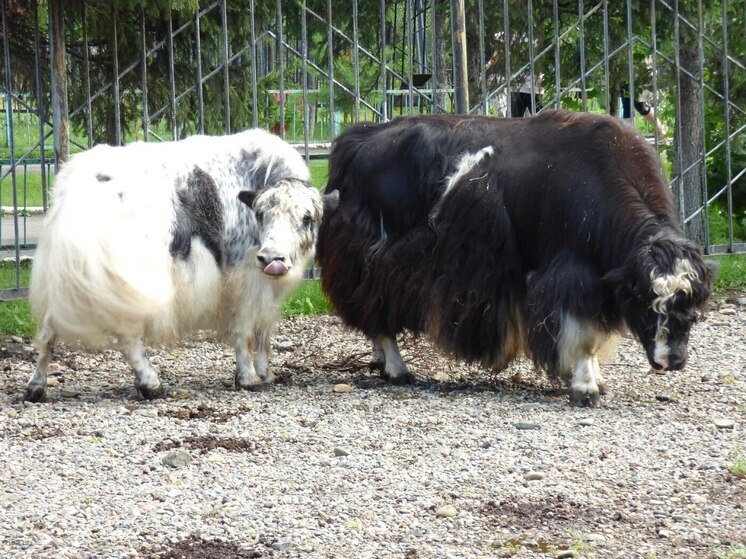     Фото: абаканский зоопарк