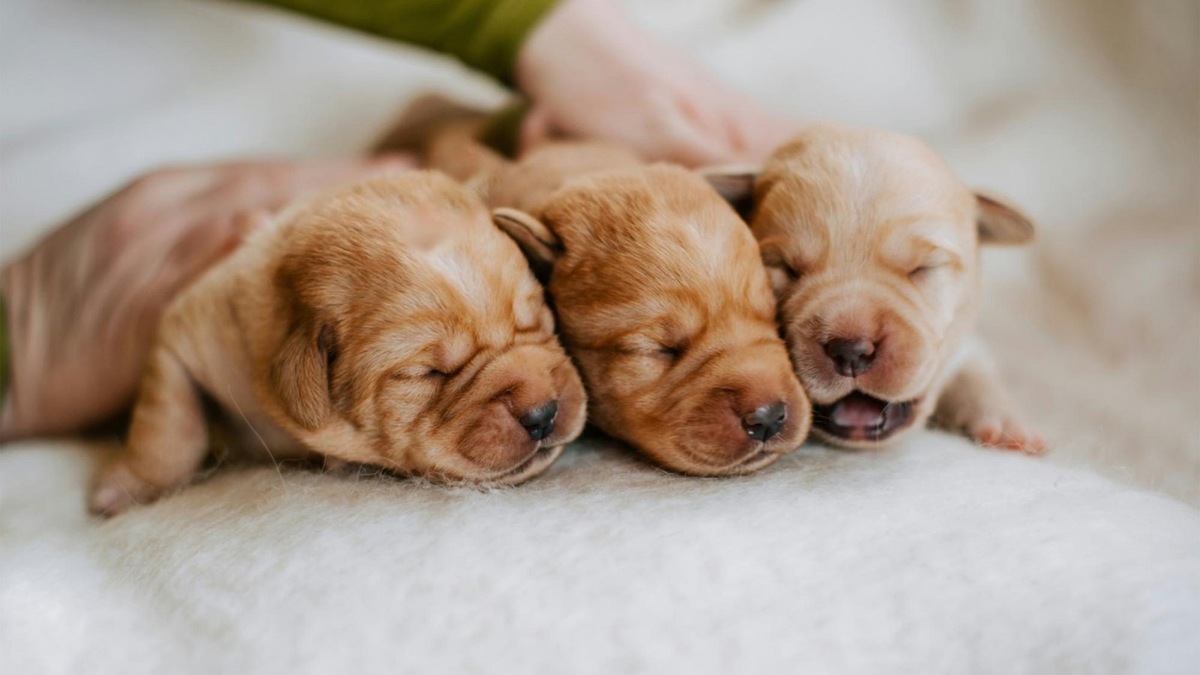    Обычно щенки спят, прижавшись к матери. Ее тепло и забота — ключ к их выживанию в первые недели.