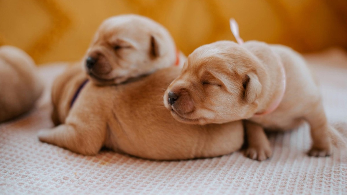    Игры с братьями и сестрами учат щенка важным социальным навыкам.