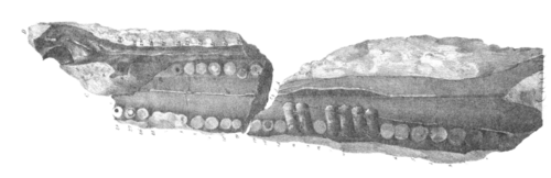 Голотипная челюсть P.cylindricodon.