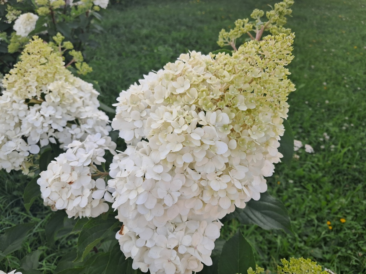 Гортензия метельчатая