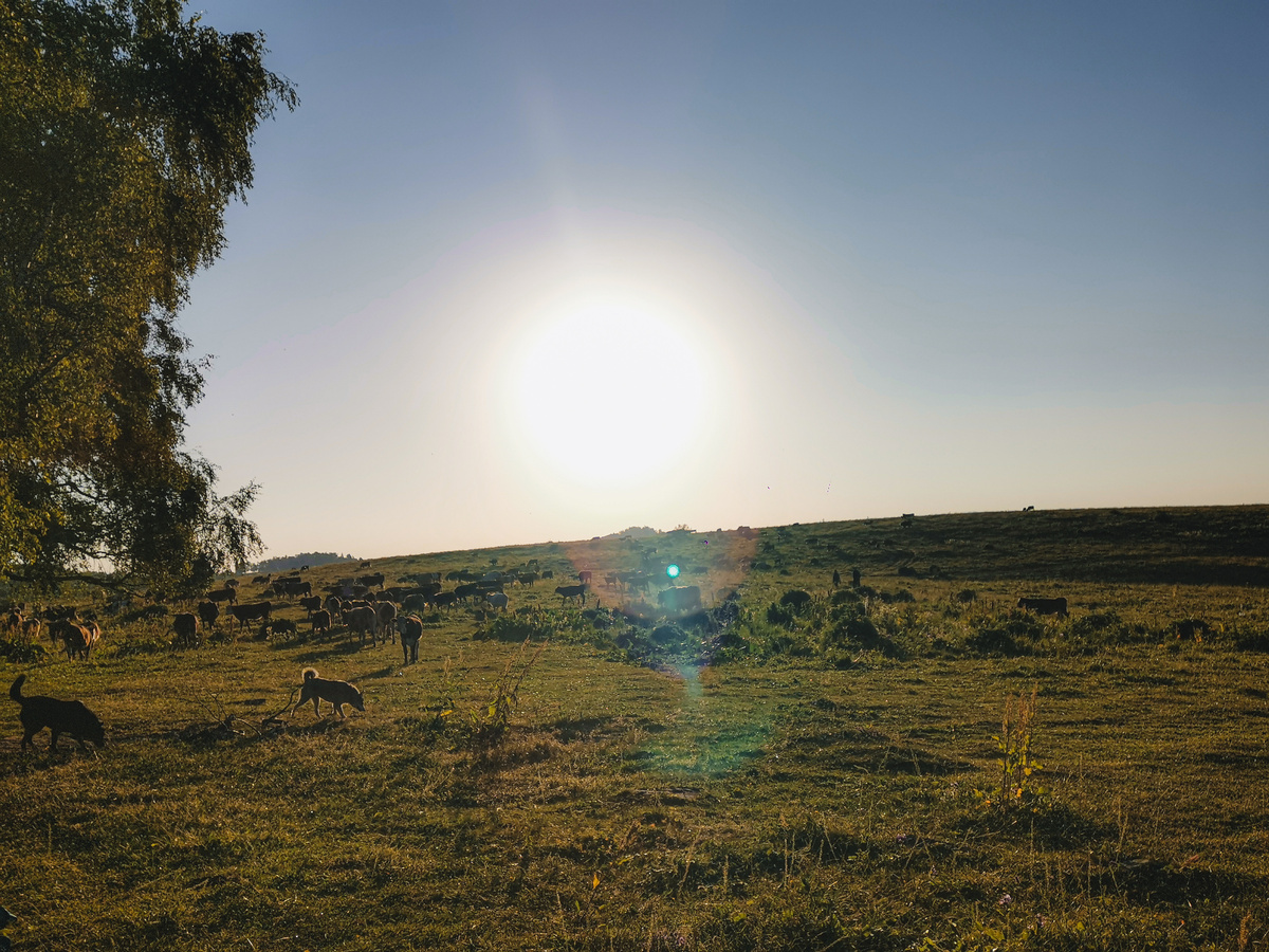 Стадо коров с пастушьими собаками