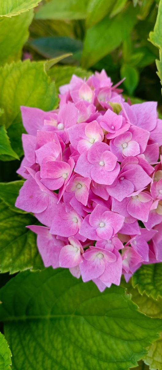 Расцвела наша капризуля - травянистая гортензия. Цветёт всего раз в 3-4 года.