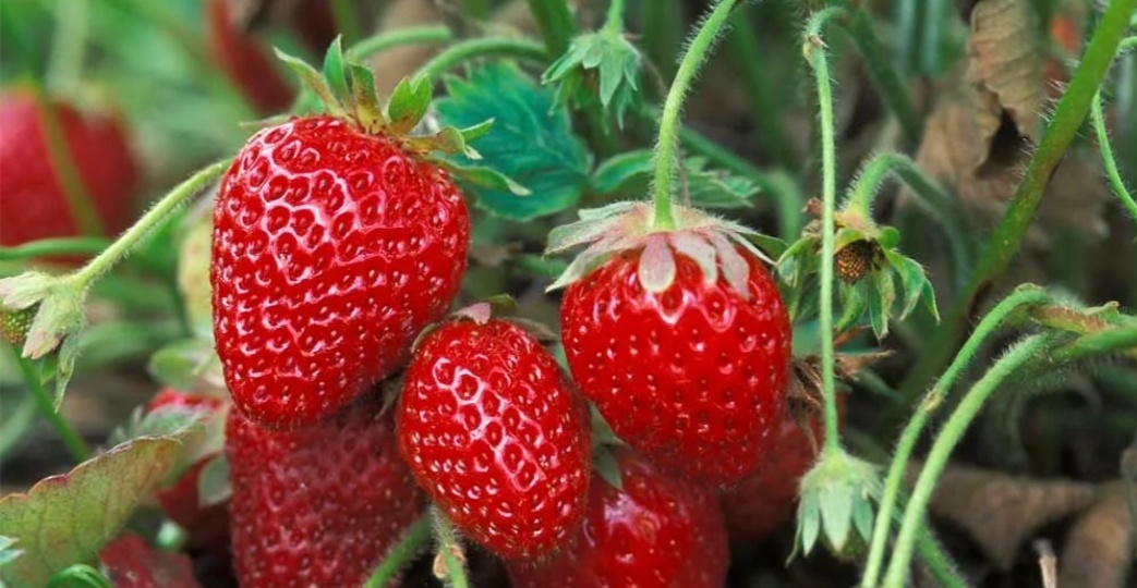 Всё что нужно сделать с клубникой в августе, обязательные процедуры