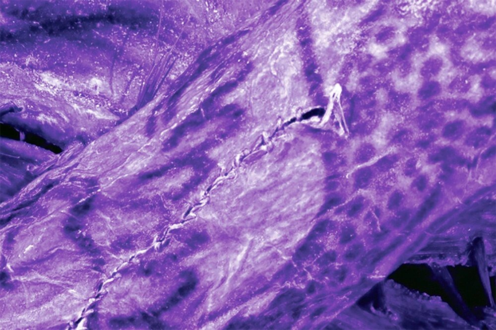    Данные высокого разрешения в ближнем инфракрасном диапазоне. Фото: cambridge.org