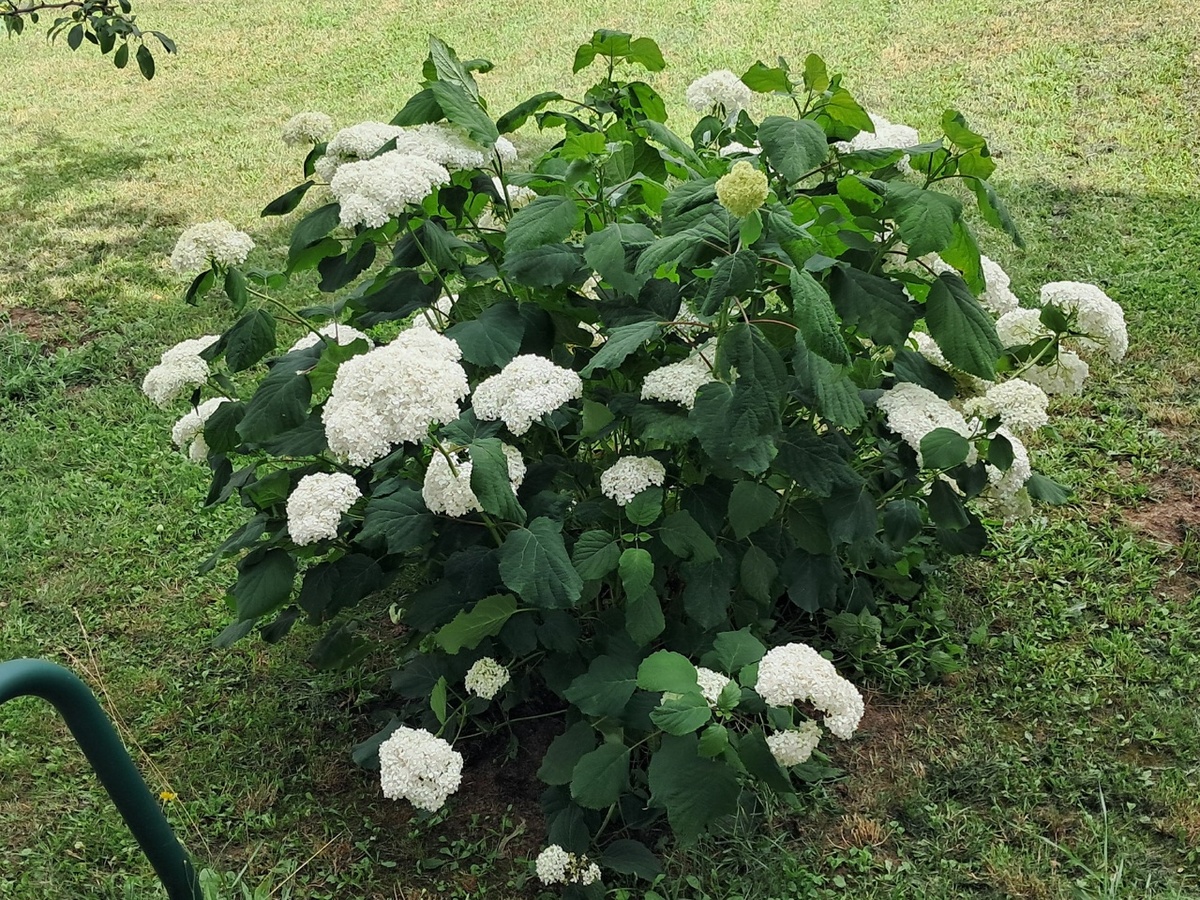 Гортензия хочет пить