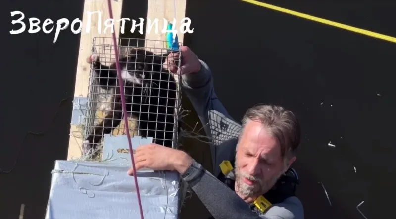 Фото:
@fontankazveri