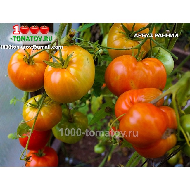 Томат Арбуз ранний ФОТО 1