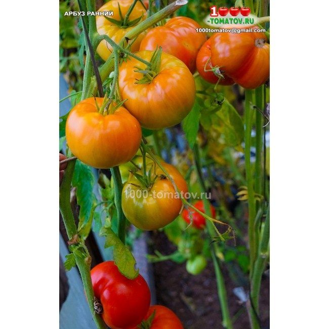 Томат Арбуз ранний ФОТО 2