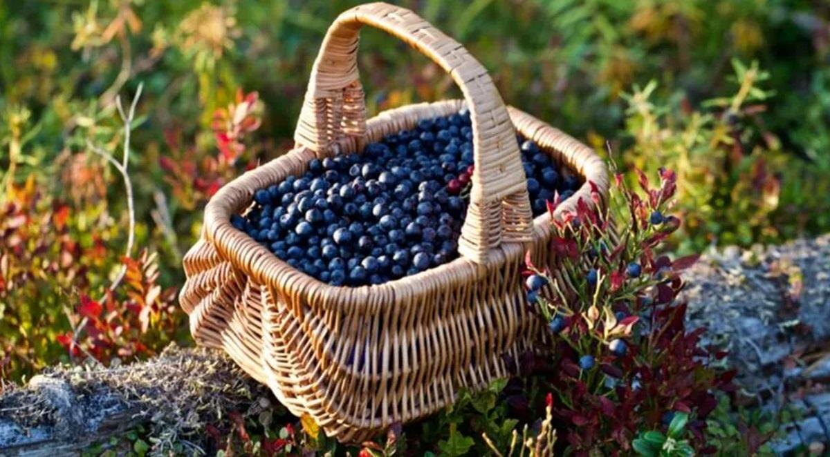     Фото: Shutterstock/FOTODOM Фотография взята из открытых источников.