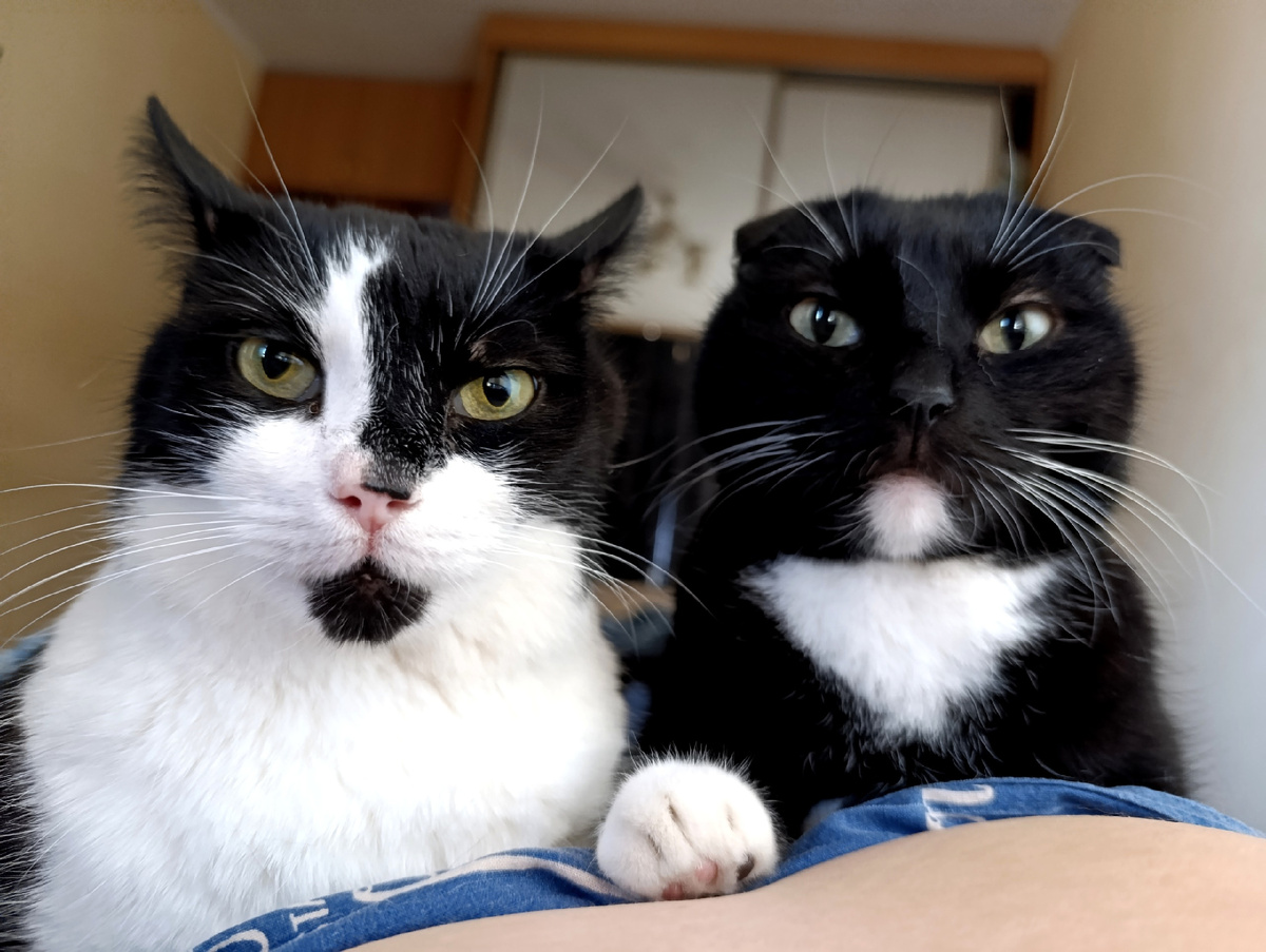 Геральт и Сурен, эксперты по семейным отношениям