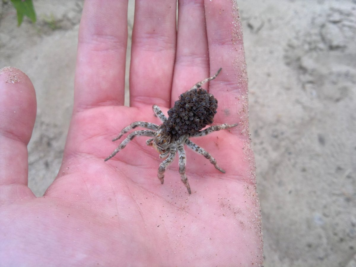 Приехали покорять столицу всей большой и дружной семьёй. 