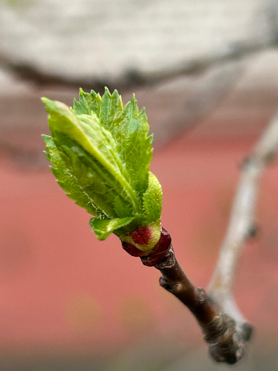 Весна, распускаются почки 