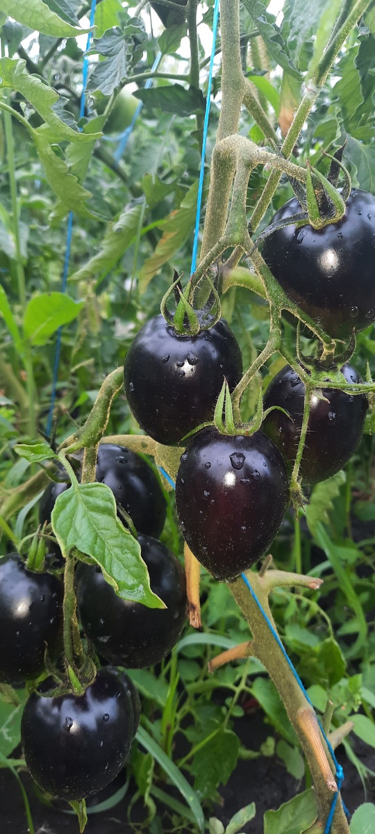 Сорт томатов Гаргамель