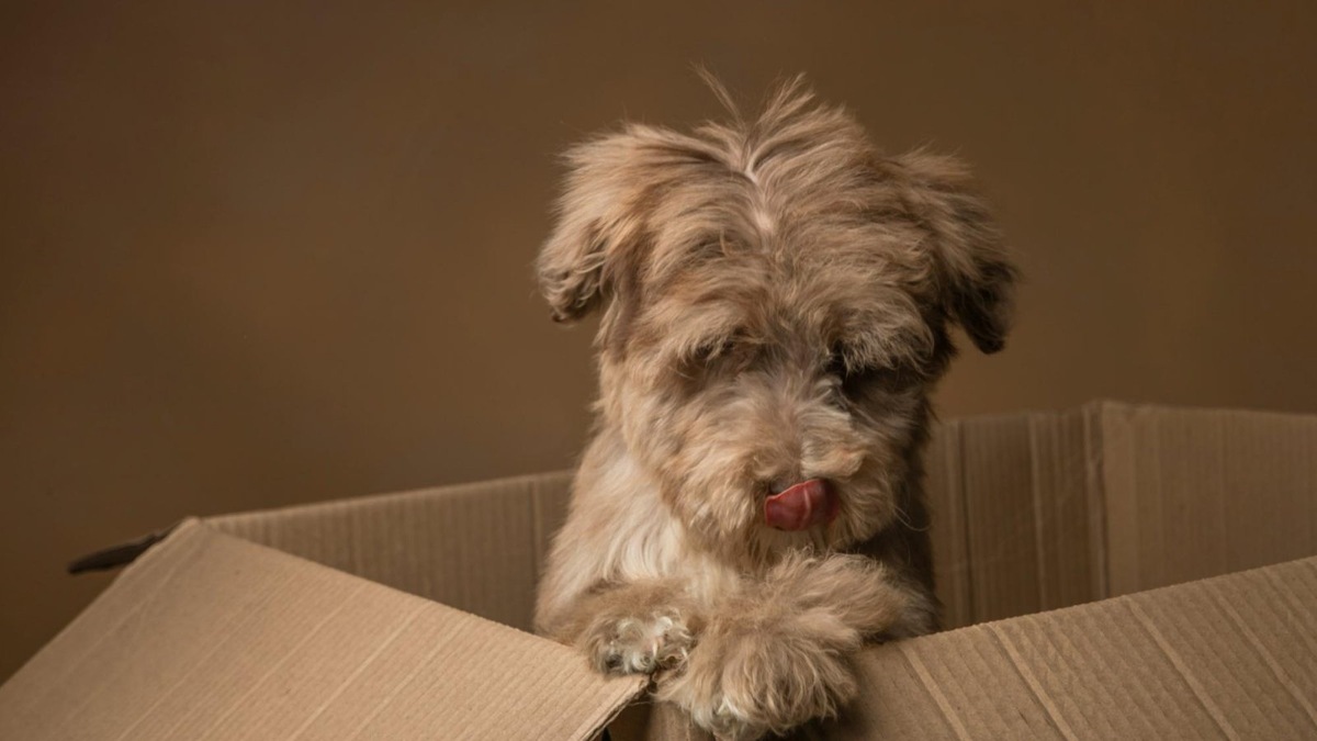    Если питомец облизывается и выглядит вялым — не исключена тошнота или боль.