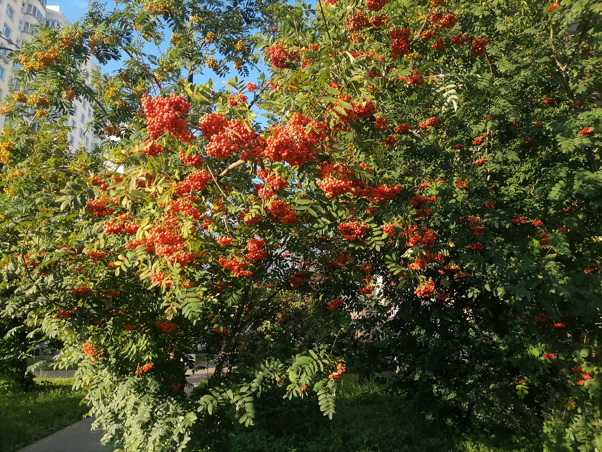 Рябина возле дома