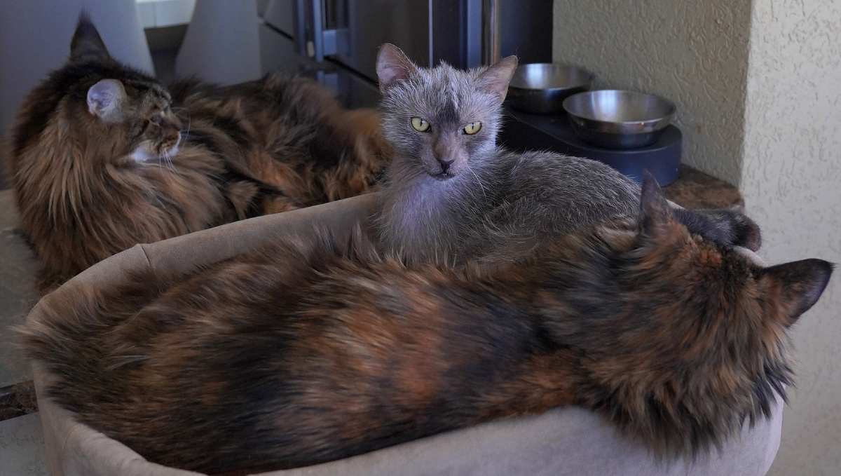 Котики устроились поудобнее)