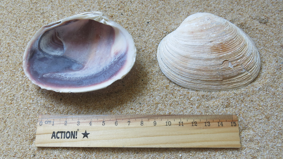 Саксидомус фиолетовый, Saxidomus purpuratus (Sowerby II, 1852).