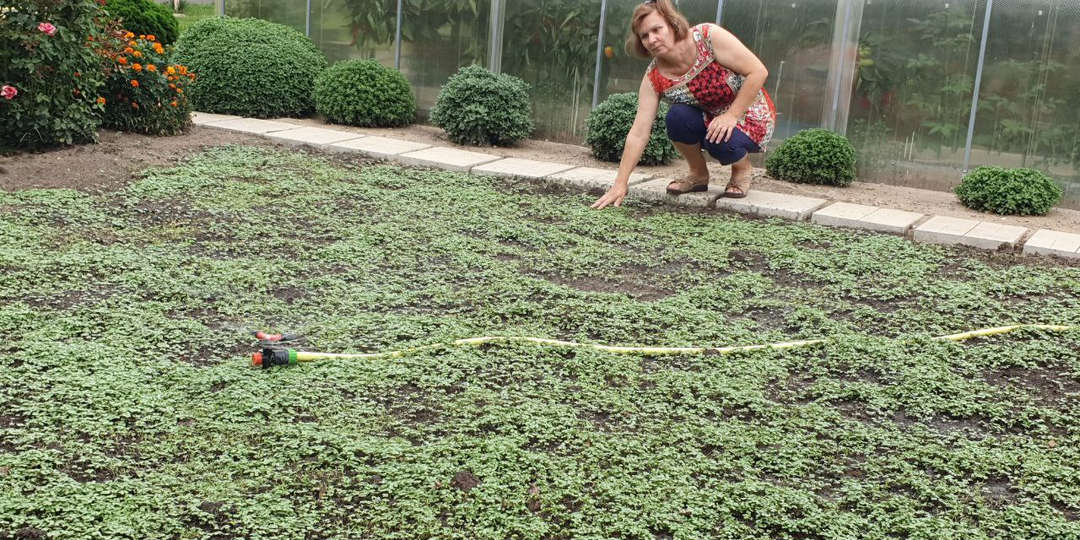 Восстановление почвы после выращивания картофеля. Вот что восстановит почву и сделает ее здоровой