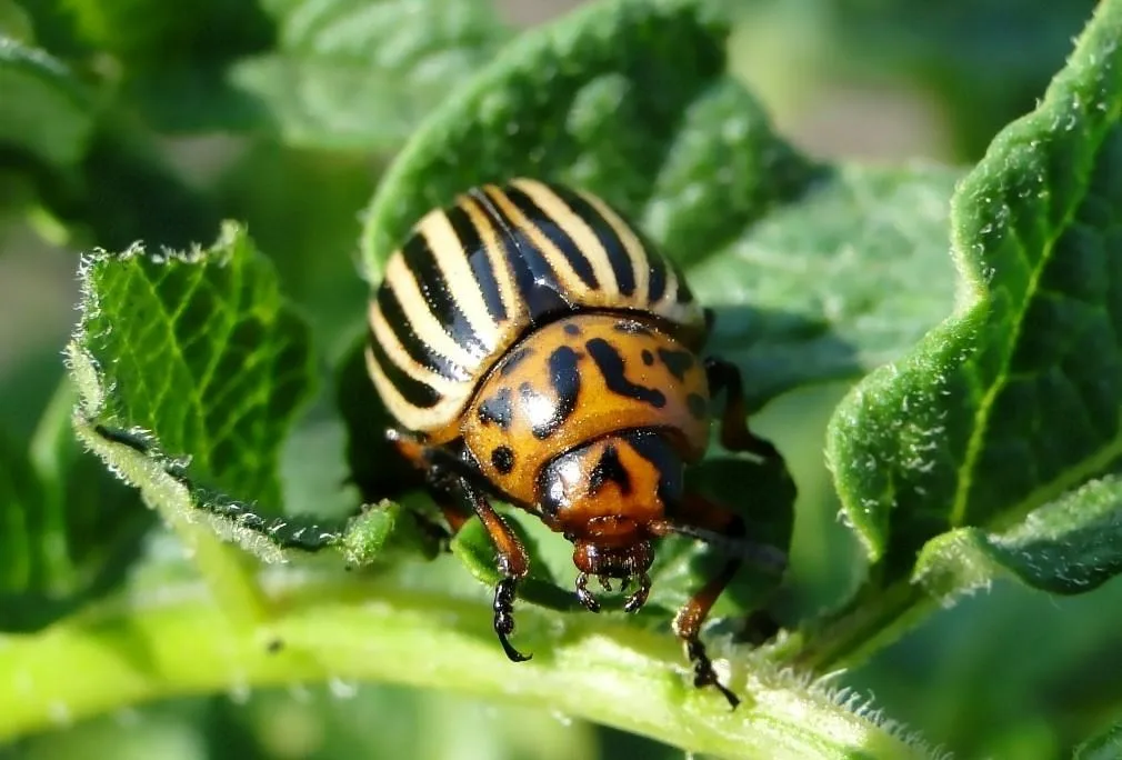 Жуки любят и по соседям ходить!