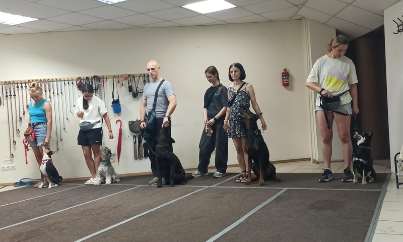 Занятие в группе по дрессировке. Тольятти, 31 июля 2025.