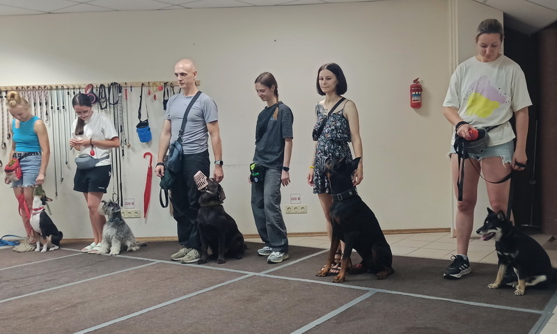 Занятие в группе по дрессировке. Тольятти, 31 июля 2025.