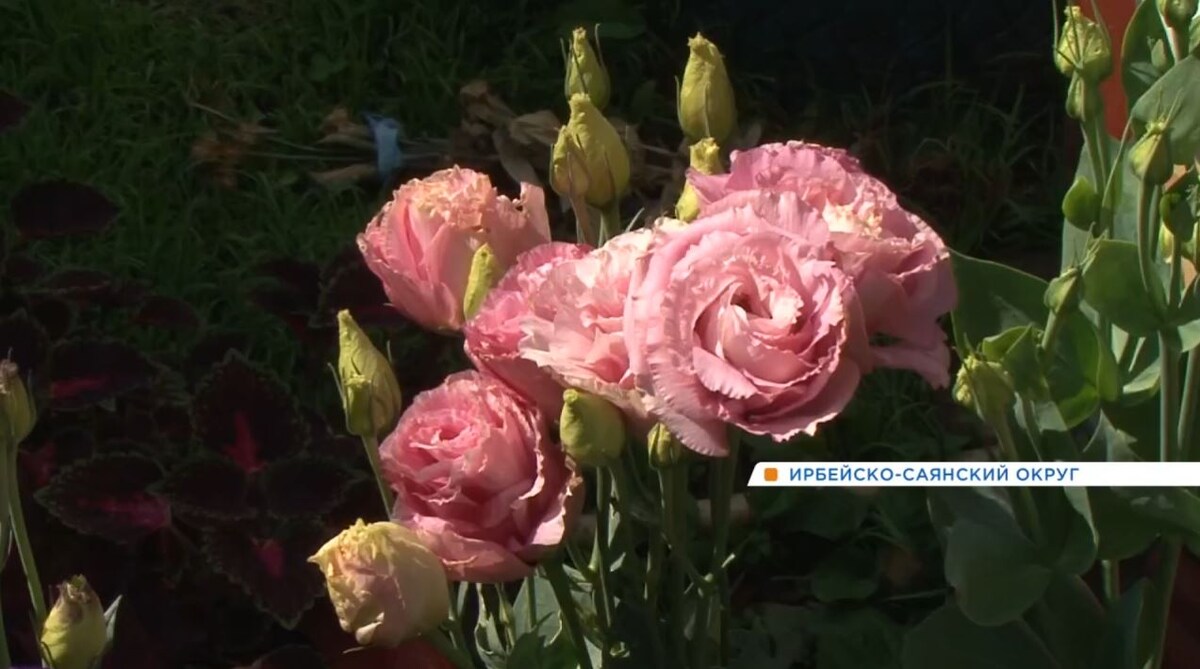     Село Ирбейское на востоке Красноярского края превратилось в цветочный оазис