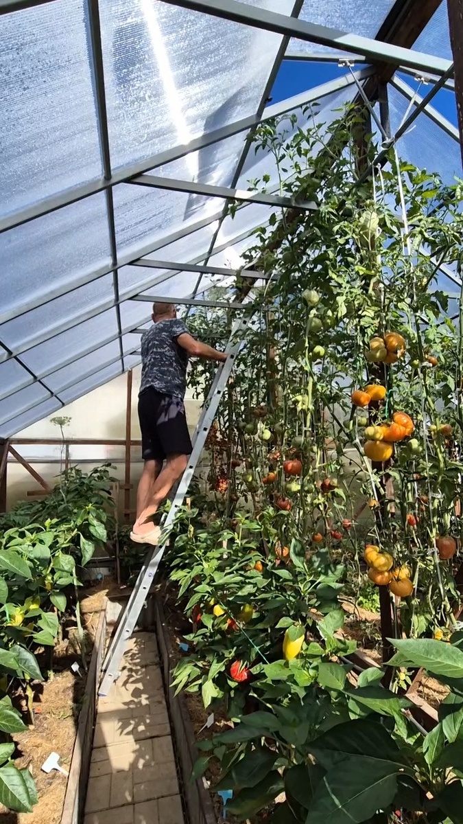 Трехметровые помидоры.