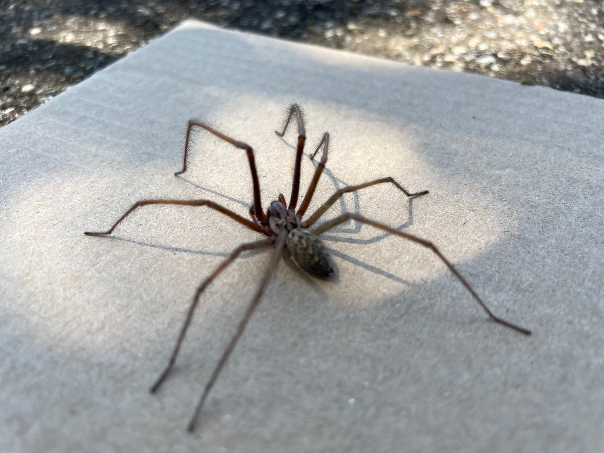 Если вы боитесь пауков, то лучше не листайте