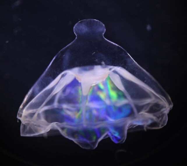     Фото: Dhugal Lindsay/University of Western Australia