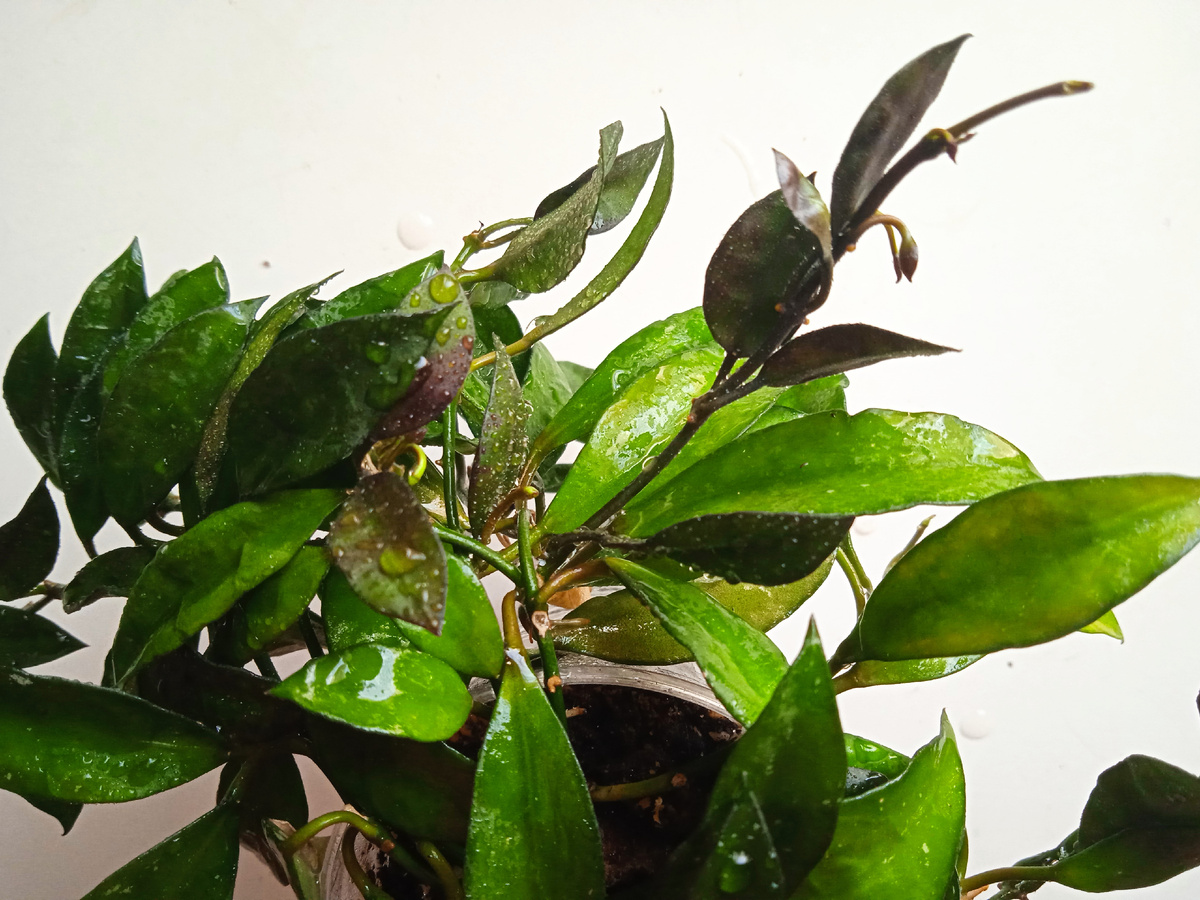 лакуноза Tove любит попить