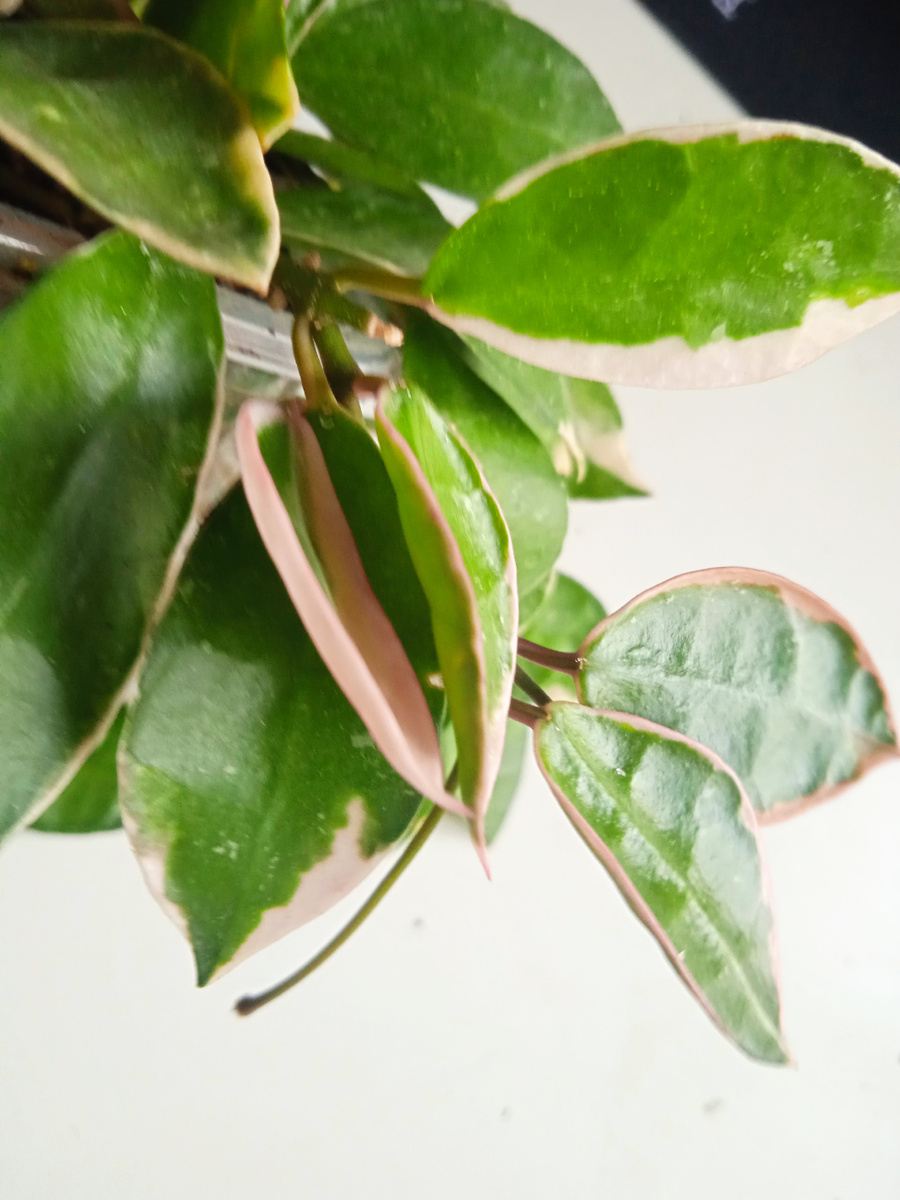 лакуноза Асами (альбомаргината) всегда в состоянии равномерного увлажнения