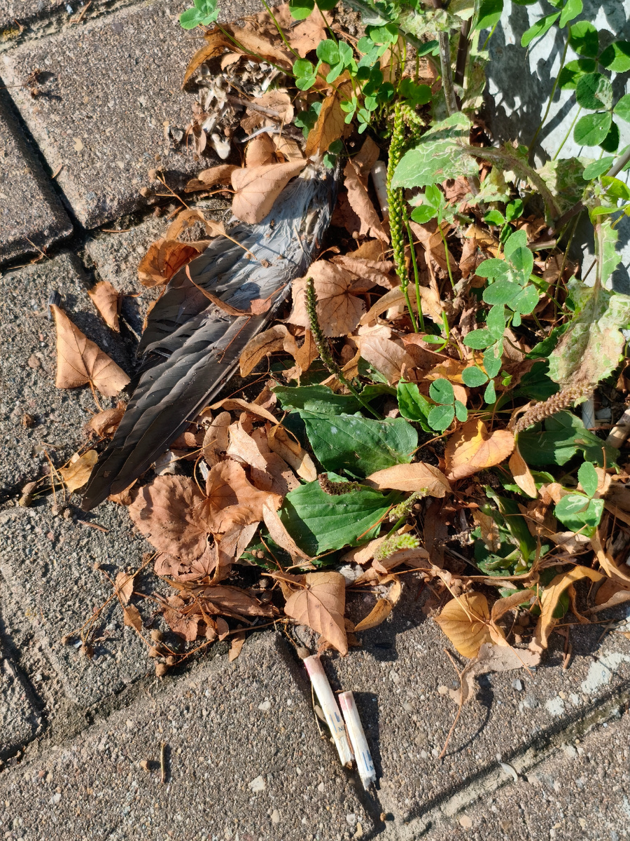 Ангел потерял крыло на земле. Фото автора.