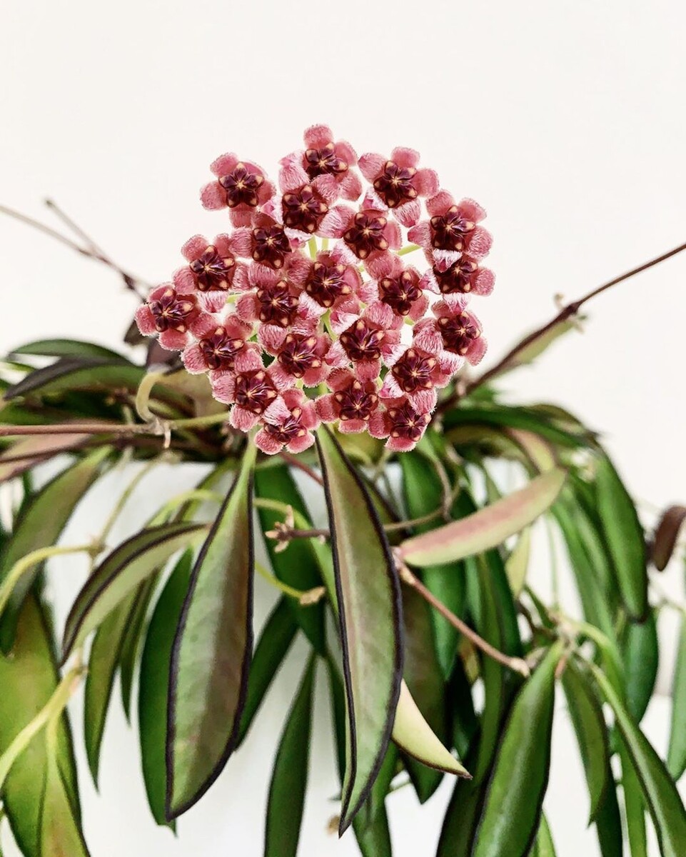 Моя пока не цвела, поэтому фото цветения из интернета