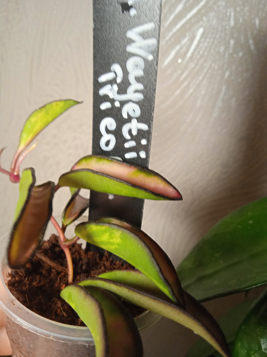 Моя последняя покупка - хойя вайети tricolor