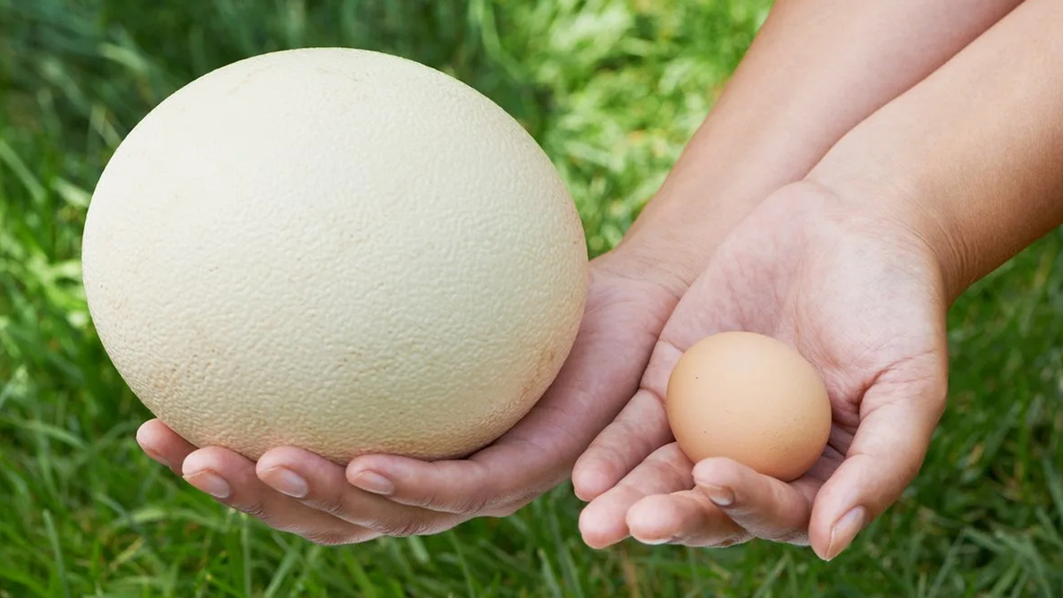 Слева страусиное, а справа — куриное яйцо. Почувствуйте разницу!