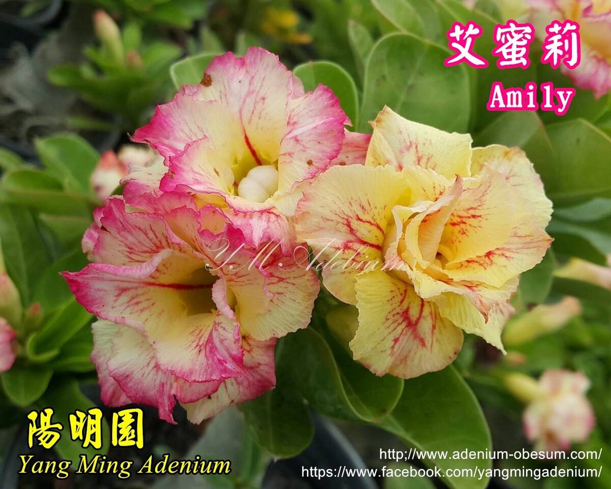 Amily фото из питомника