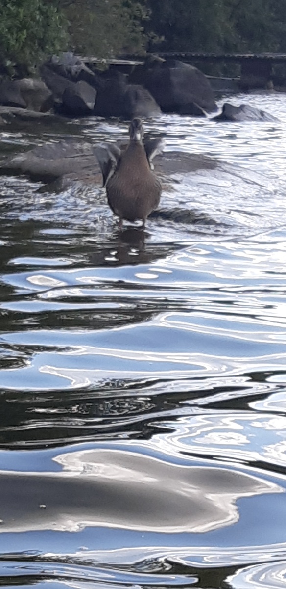 Какого ....вы тут забыли?